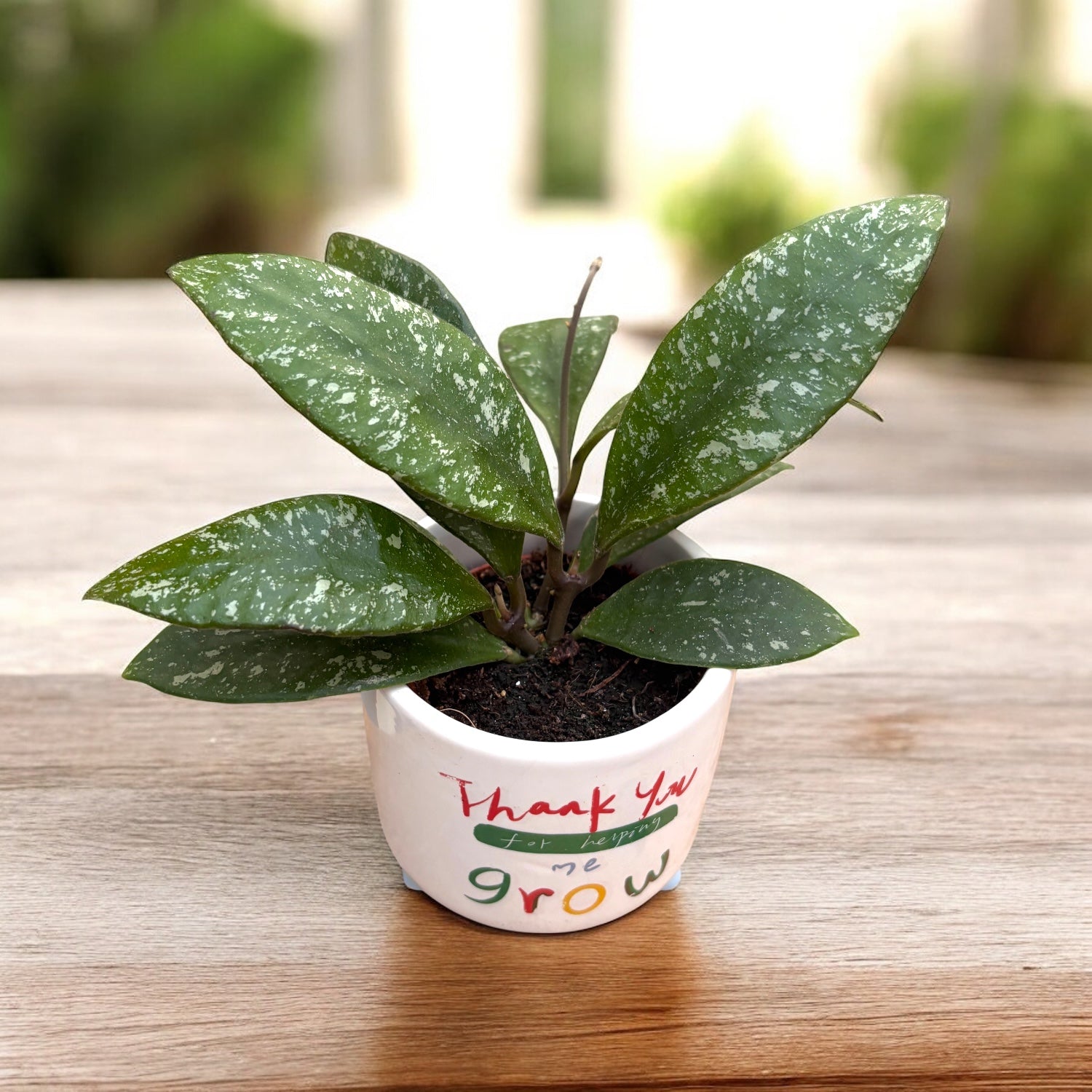 Hoya rundumensis 'Splash'