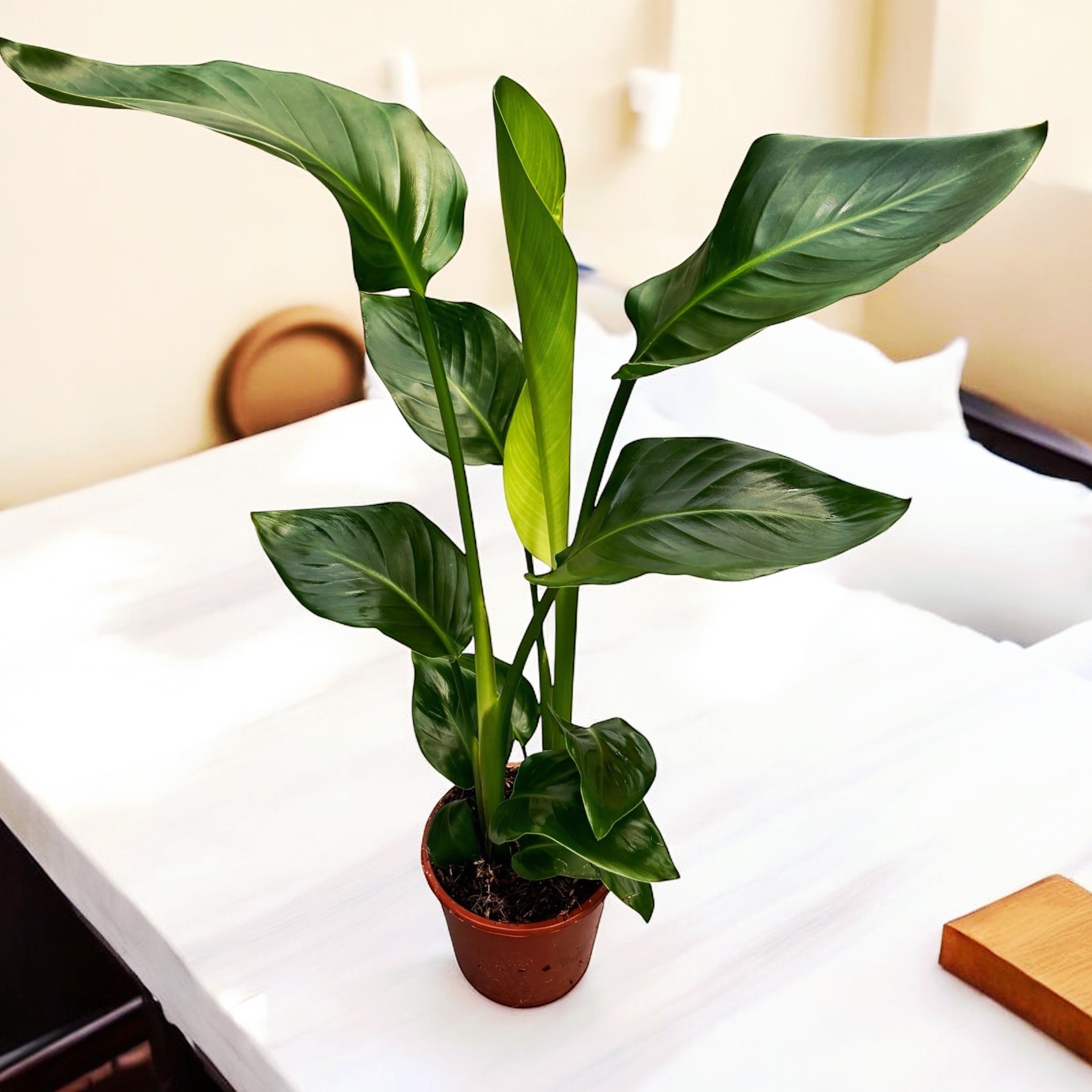 Strelitzia Nicolai (Pasarea Paradisului) 2pp