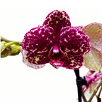 Phalaenopsis Lioulin Divoká Kočka