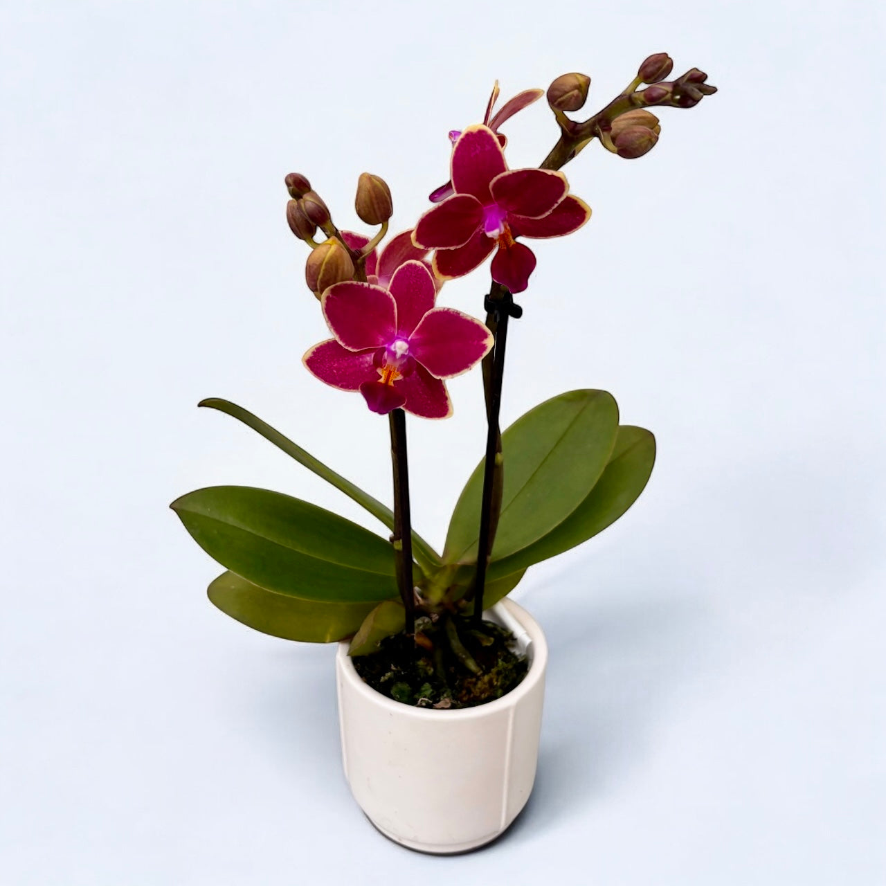 Phalaenopsis Kyra *duftend