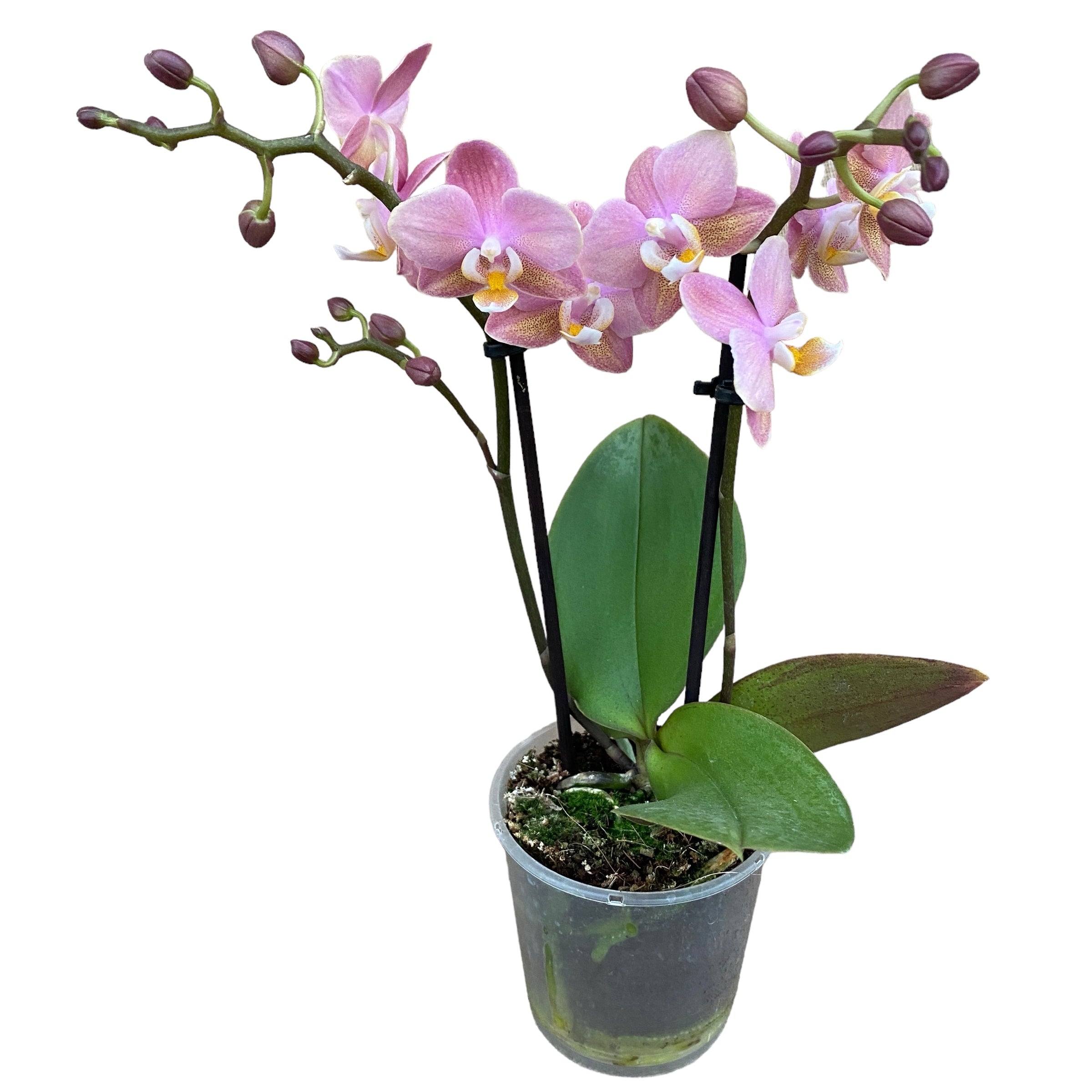 Phalaenopsis Summerion *parfumata