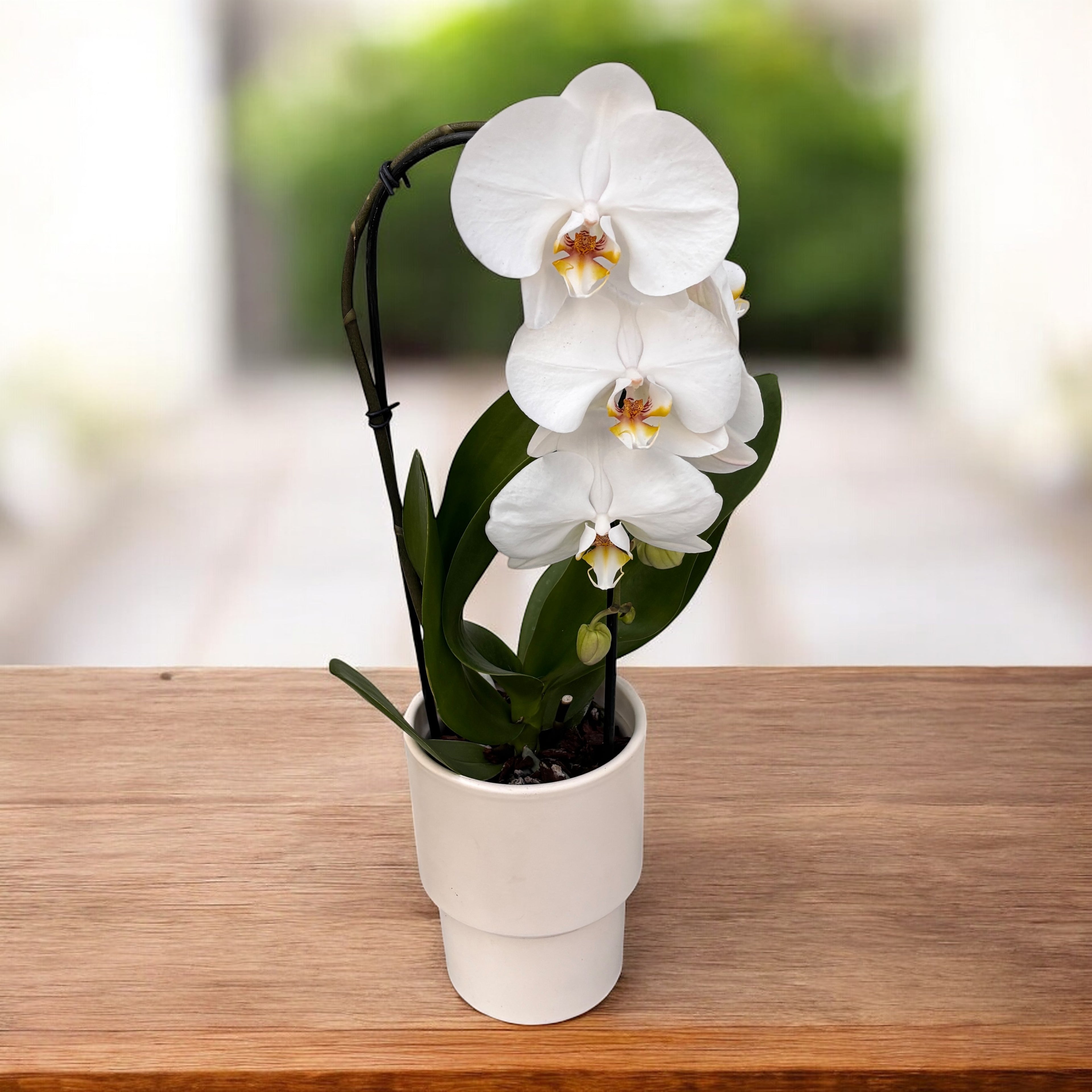 Phalaenopsis Sogo Yukidian 'V3' (Formidablo)