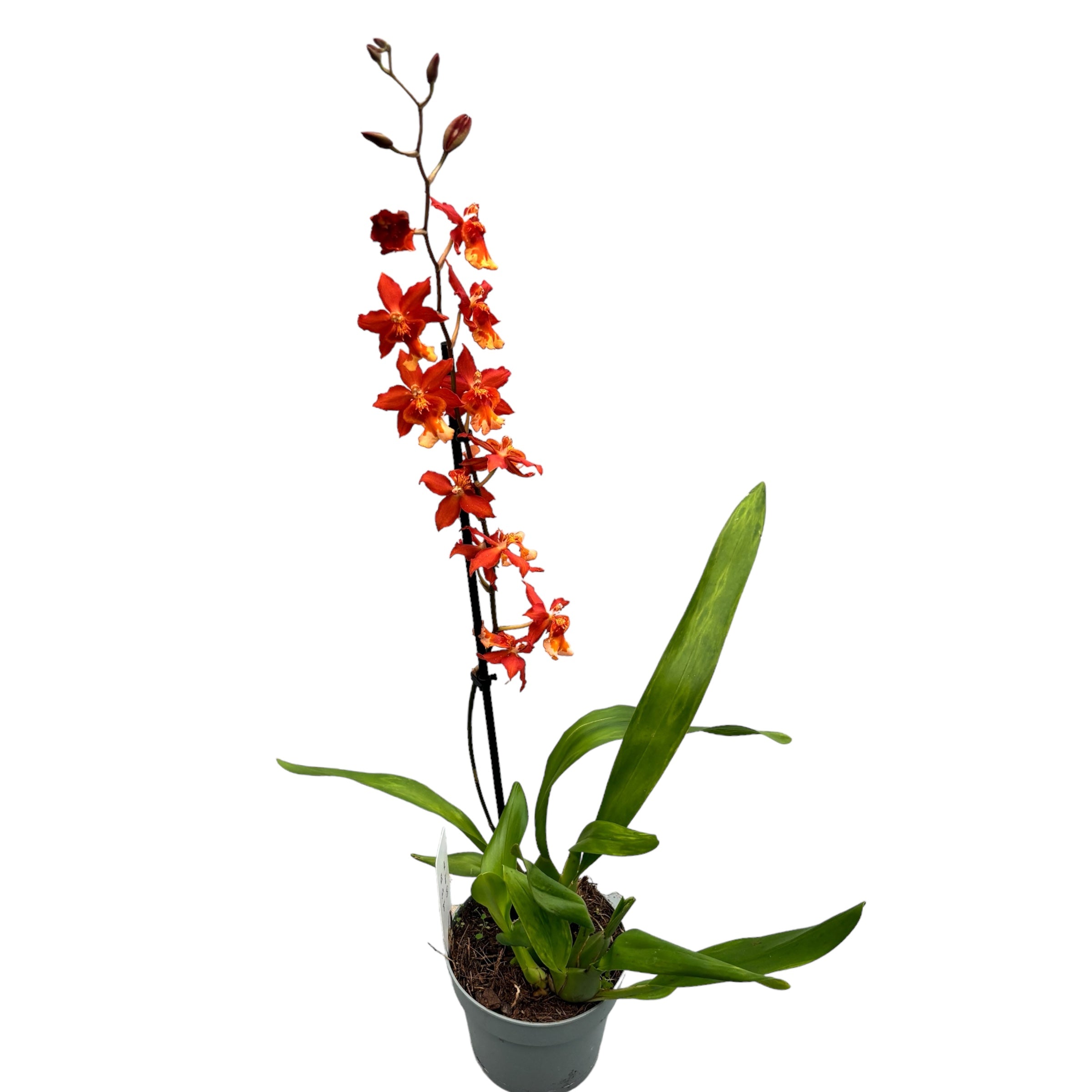 Wilsonara Aloha Sparks 'Halloween’