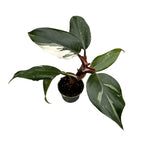 Philodendron White Knight (babyplant)