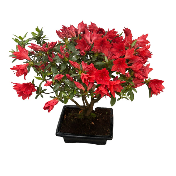 Bonsai Rhododendron mit roten Blüten