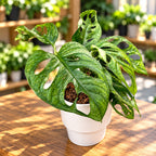 Monstera adansonii 'Mint' (Mottled variegation)