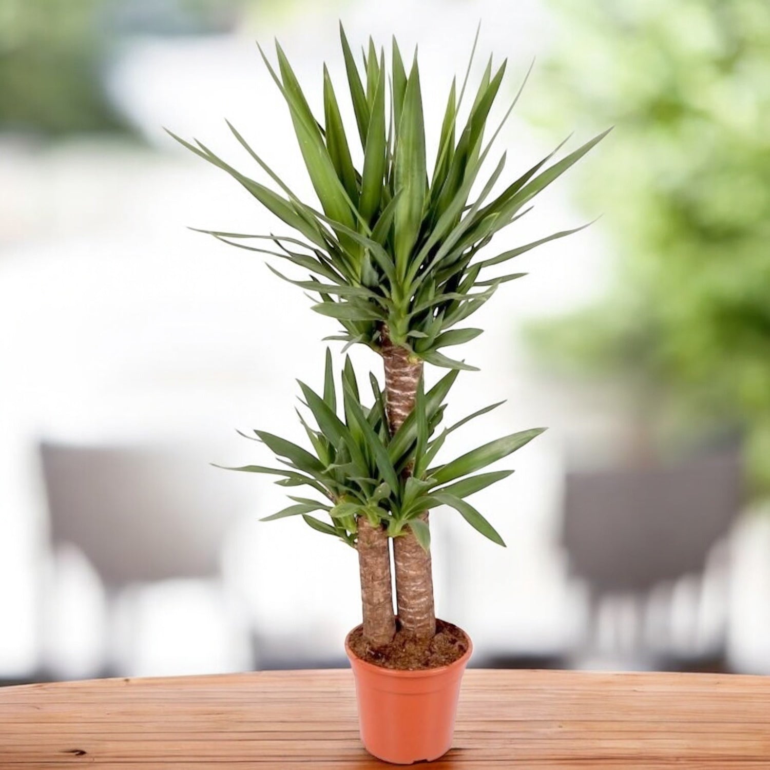 Yucca Elephantipes 2 tulpini - Yucca de apartament, Aborele vietii