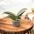 Phalaenopsis Memoria Val Rettig (peloric) - silver leaves