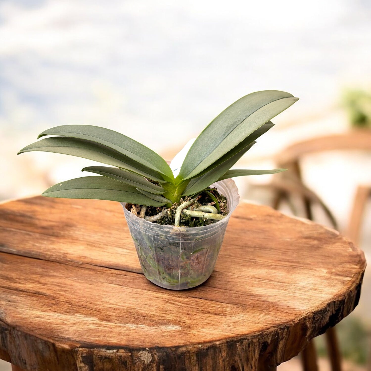 Phalaenopsis Memoria Val Rettig (peloric) - silver leaves