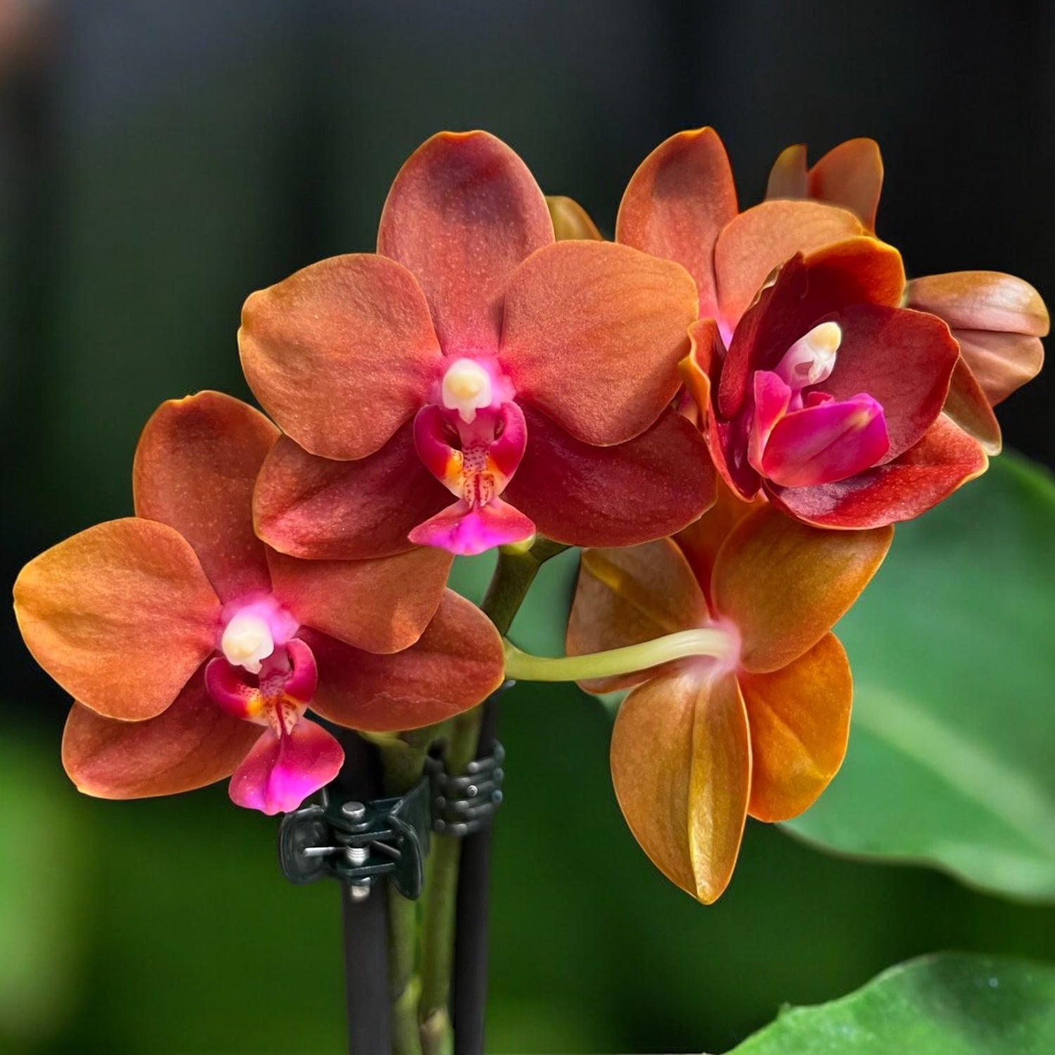 Phalaenopsis Lioulin Diana 'Maui Sunset' - fiori profumati