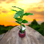 Hoya imperialis 'Red' - fragrant flowers
