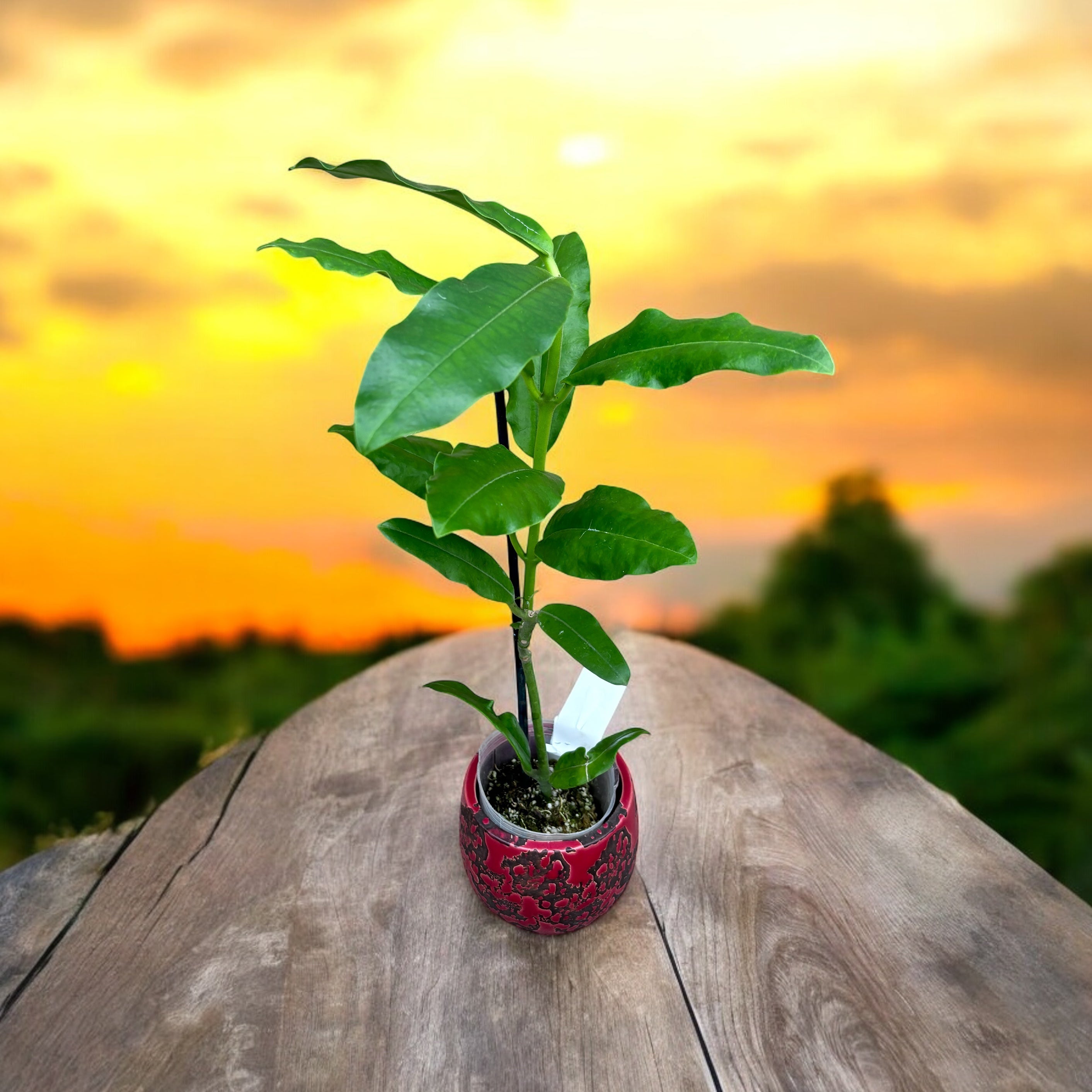 Hoya imperialis 'Red' - flori parfumate