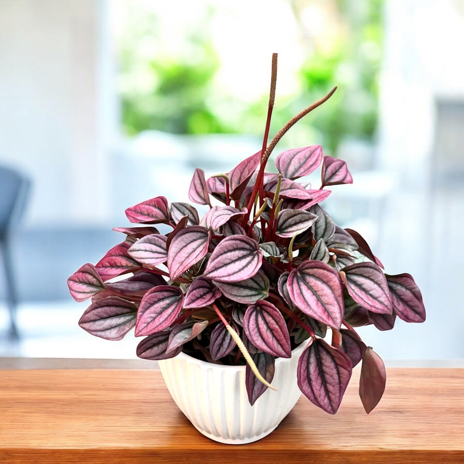 Peperomia caperata 'Cayenne'