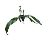 Epiphyllum ackermannii червен (червен орхидеен кактус)