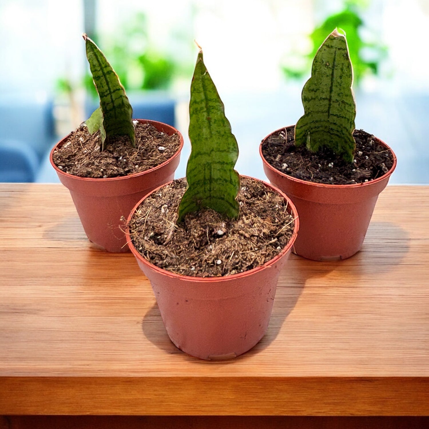 Sansevieria ‘Himalayan’ – varietate suculenta cu frunzis robust si coloratie contrastanta