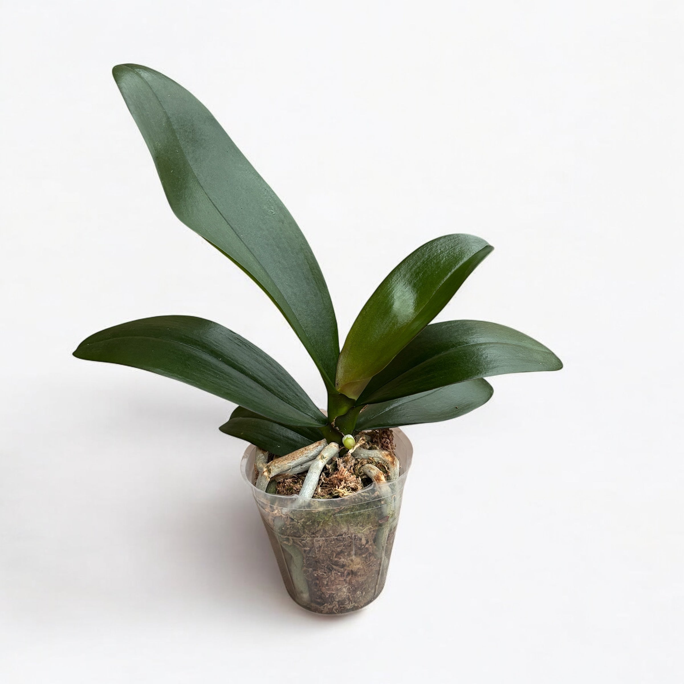 Phalaenopsis Jiuhbao Queen Diamond