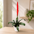 Vriesea « Splenriet » – épée flamboyante, broméliacée à inflorescence rouge