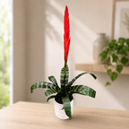 Vriesea 'Splenriet' – flammande svärd, bromelia med röd blomställning