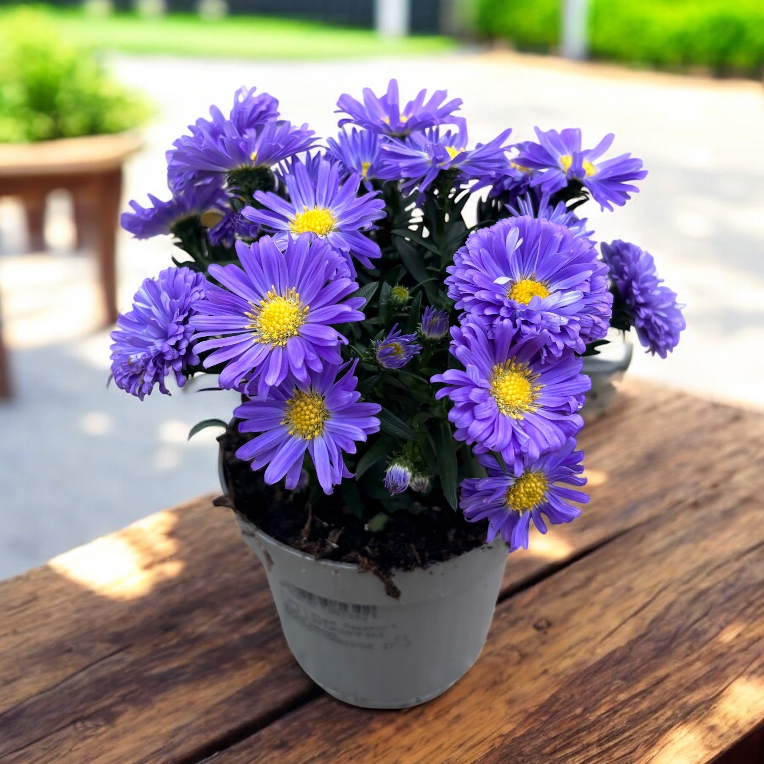 Aster dumosus Blue - Bushy Asters, aster pitic de toamna cu inflorire abundenta
