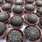Gymnocalycium ragonesei