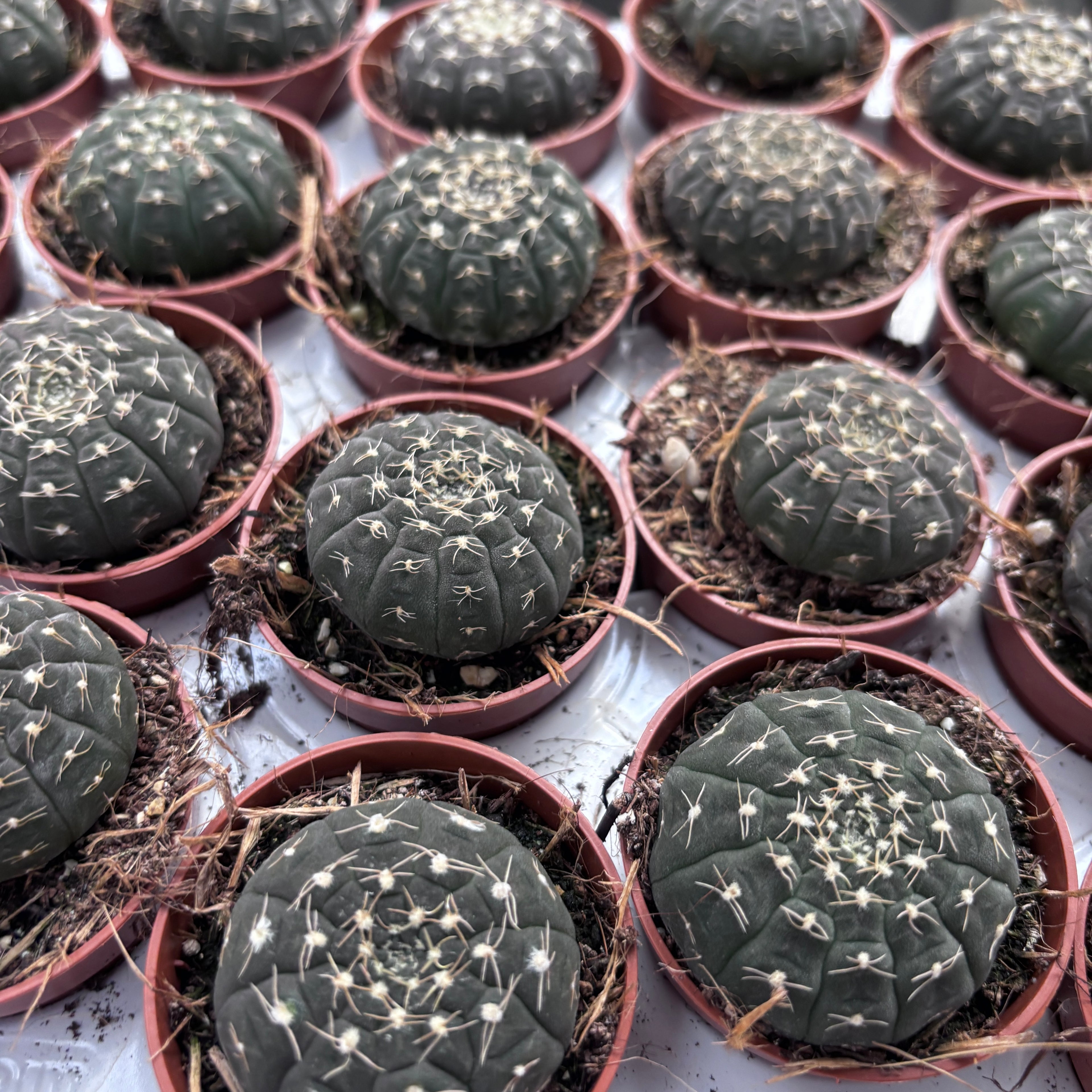 Gymnocalycium ragonesei