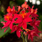 Epidendrum radicans 'Nordic Fire’  XL - exemplar unicat