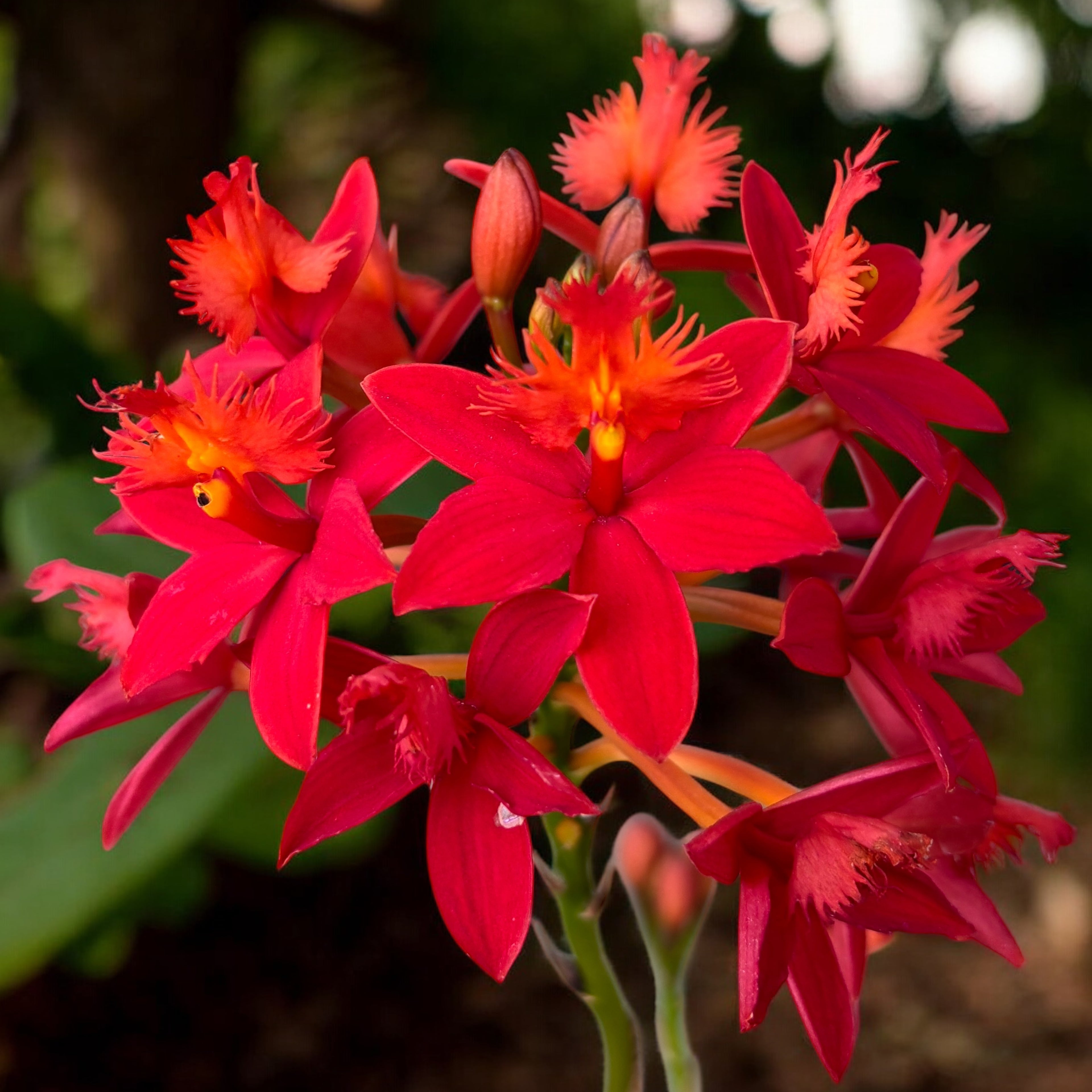 Epidendrum radicans 'Nordic Fire' XL - esemplare unico