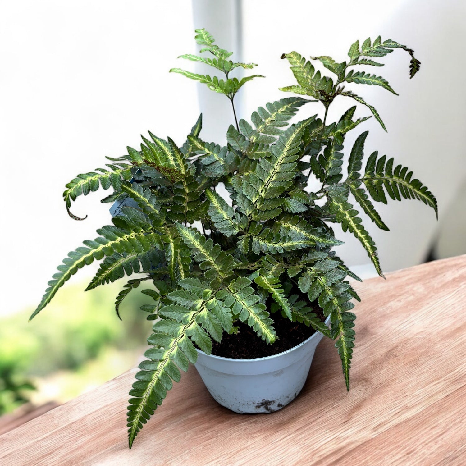 Arachnoides aristata ‘Variegata’ - feriga rara cu frunzis dantelat si variegatii crem