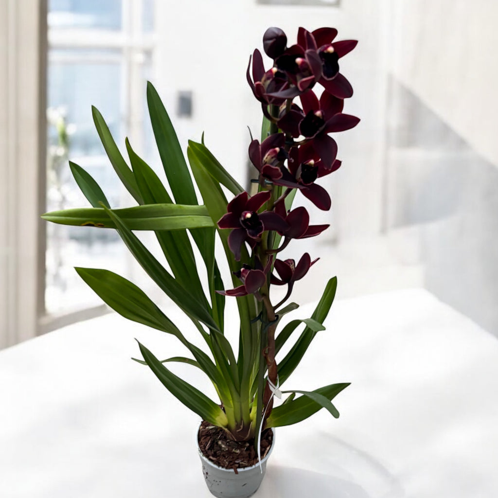 Cymbidium Cali Night 'Geyserland'