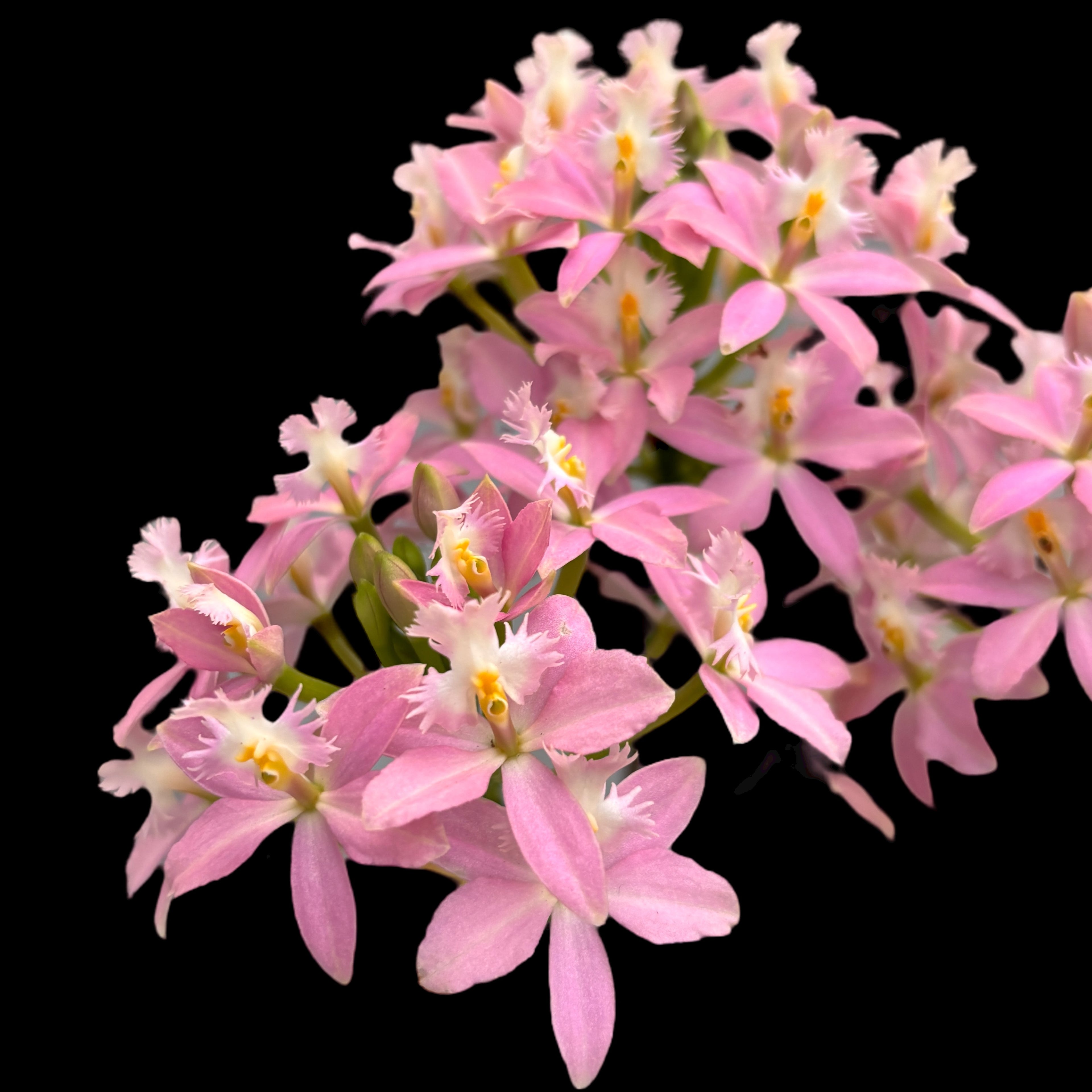 Epidendrum radicans ‘Sweet Pink’