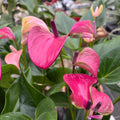 Anthurium ‘Karma Purple’, cu masca deco si sistem autoirigare, ingrijire usoara