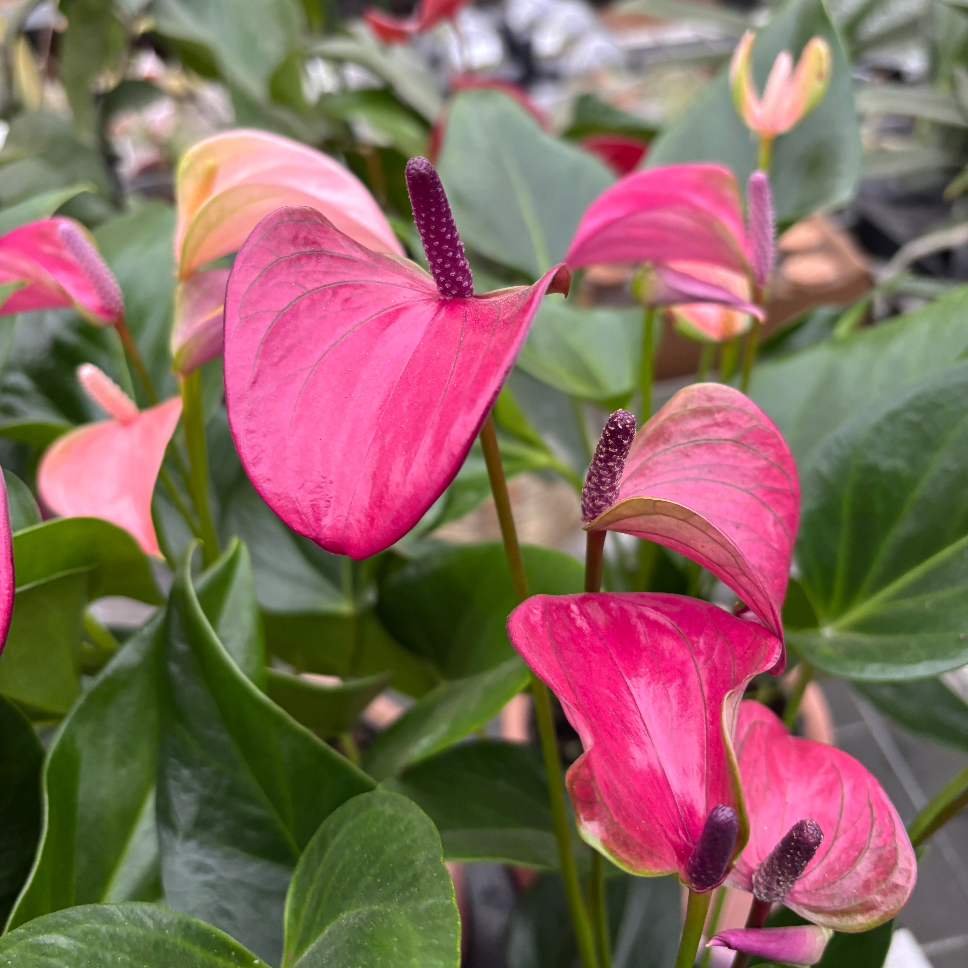 Anthurium ‘Karma Purple’, cu masca deco si sistem autoirigare, ingrijire usoara