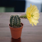 Echinocereus subinermis