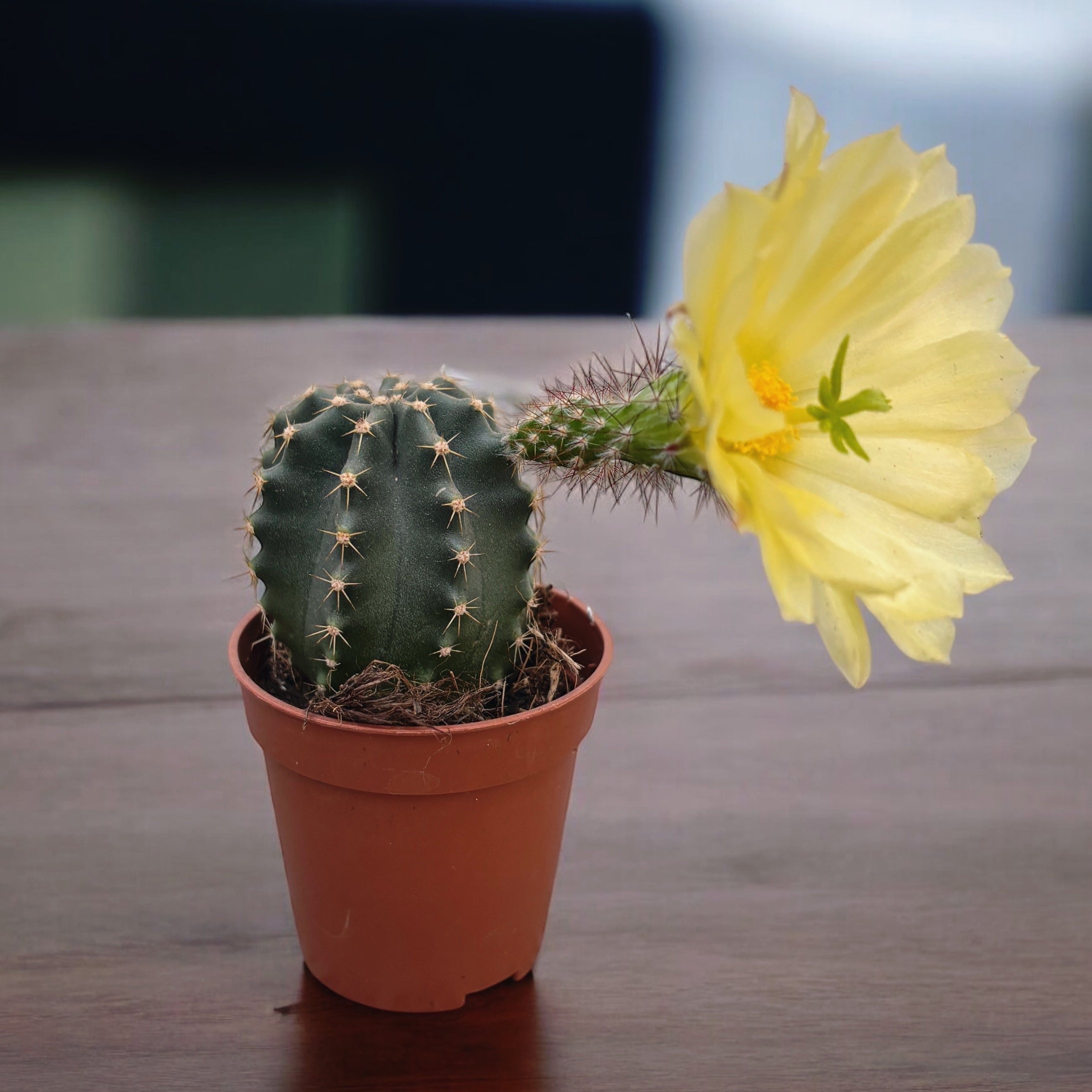 Echinocereus subinermis