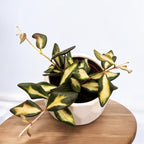 Hoya sp. aff. burtoniae 'Variegata' (Hoya sp. DS-70 variegata) D9 - 2-3 plante/ghiveci