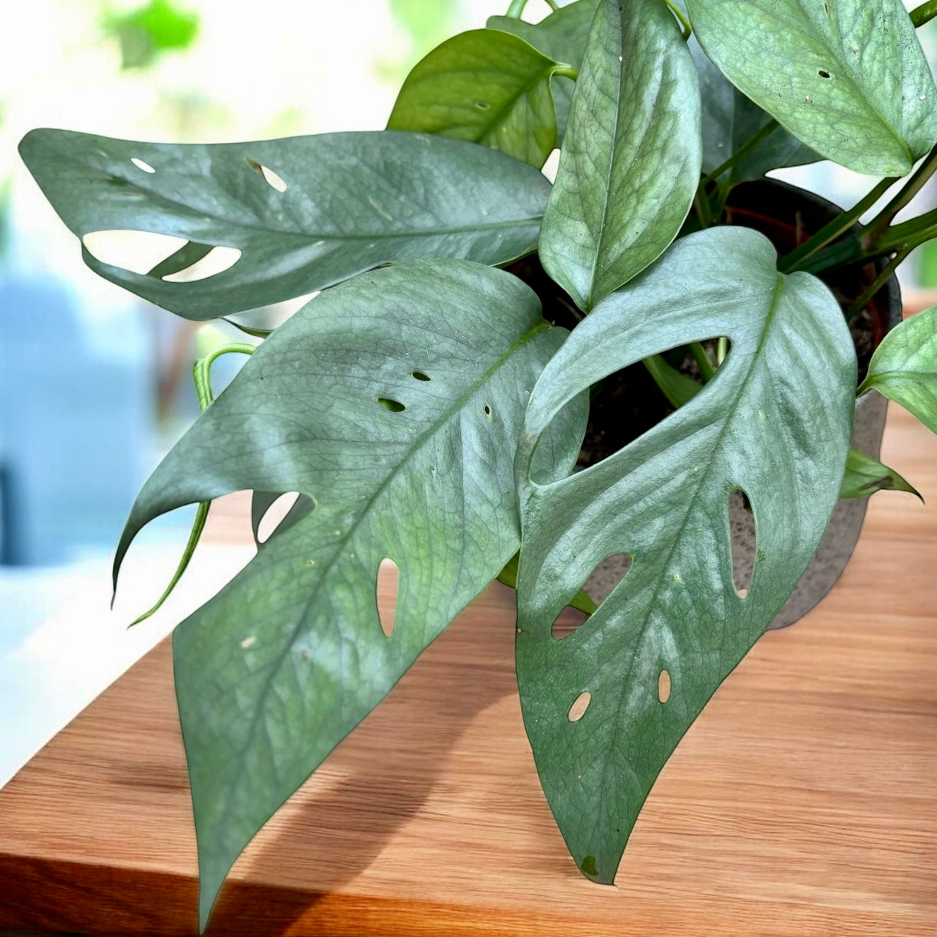 Epipremnum pinnatum ‘Cebu Blue' - planta exotica cu frunze satinate si crestere spectaculoasa