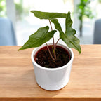 Alocasia nycteris 'Bat Wing' - frumusete tropicala cu frunze in forma de aripi