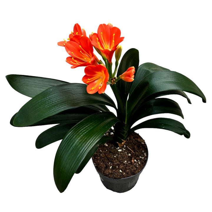 Clivia miniata 'Orange'