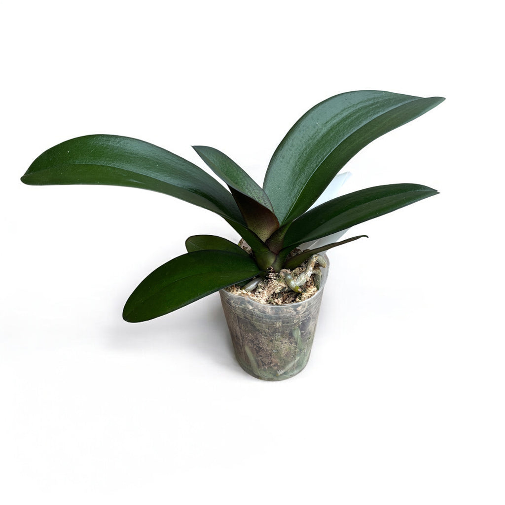 Phalaenopsis Taisuco Wonderland