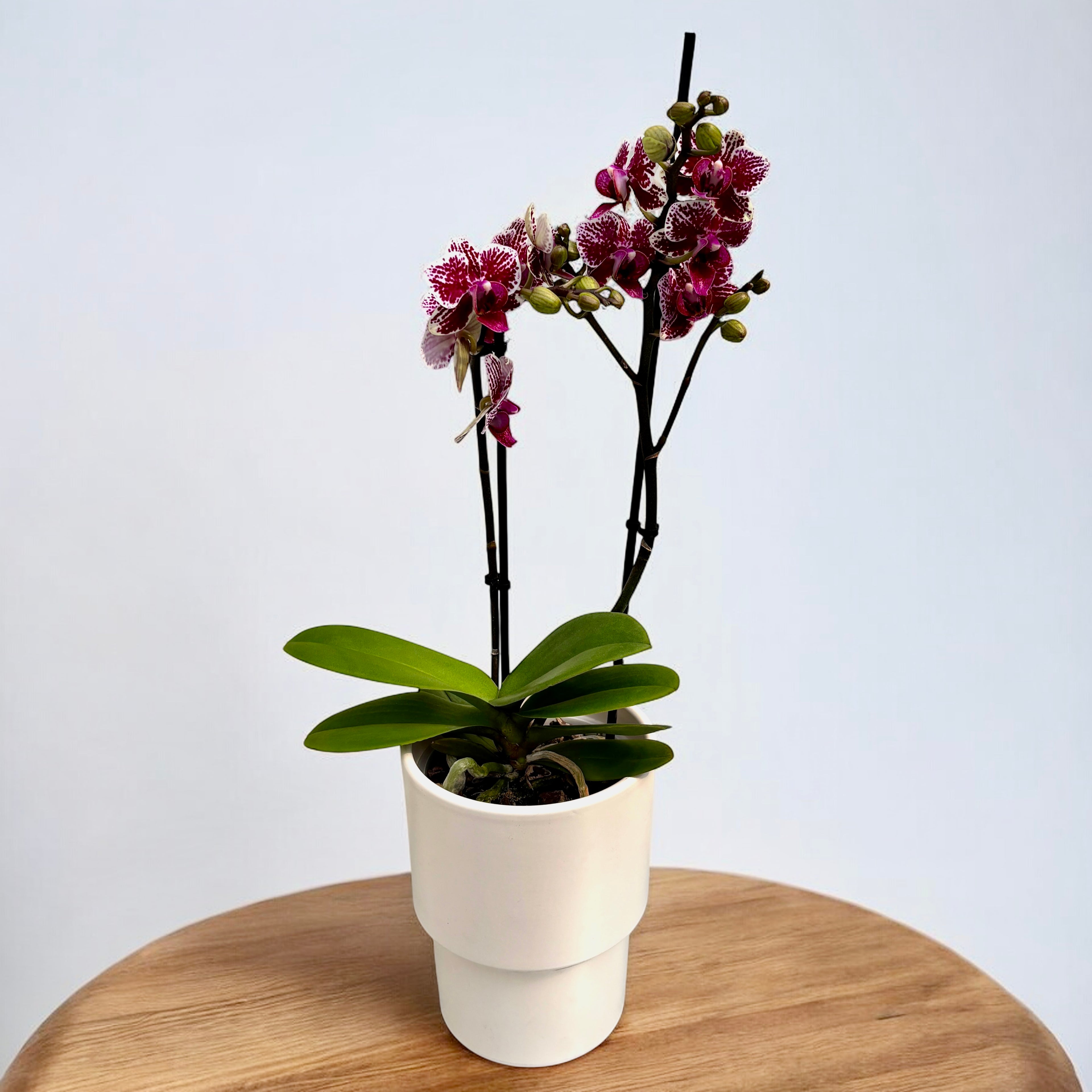 Phalaenopsis ‘Chian Xen Diamond’