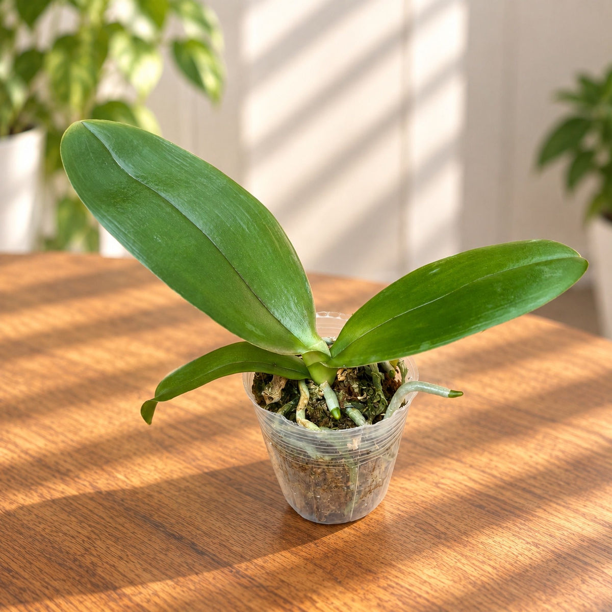 Phalaenopsis Sogo Eric