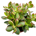 Crassula ovata 'Sunset' (copacul cu bani) 2pp