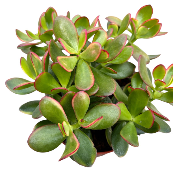 Crassula ovata 'Sunset' (money tree) 2pp