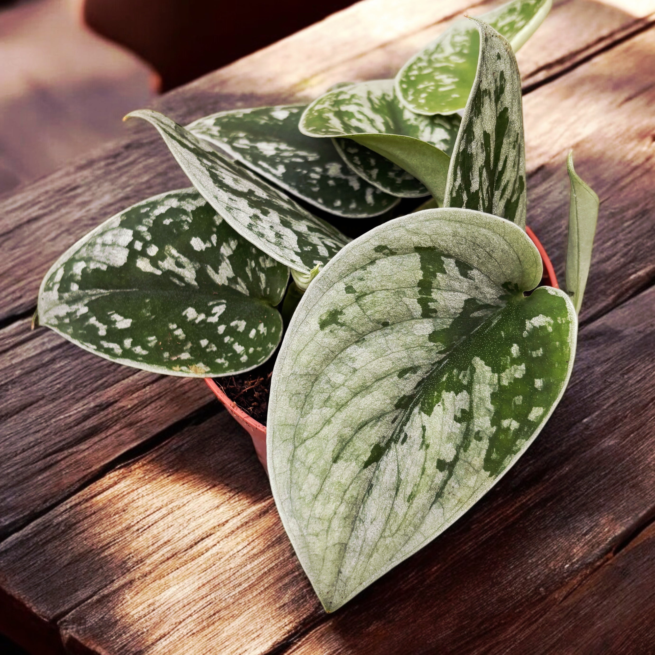 Scindapsus pictus 'Silvery Ann'