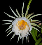 Selenicereus (Epiphyllum) chrysocardium - flori parfumate