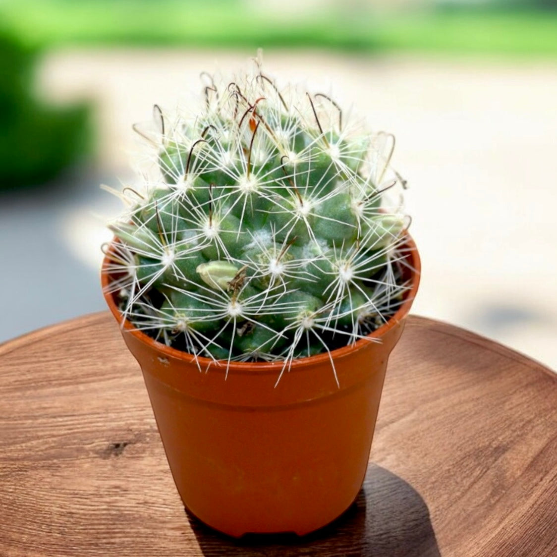 Mammillaria insularis – cactus rar cu flori roz si spini decorativi