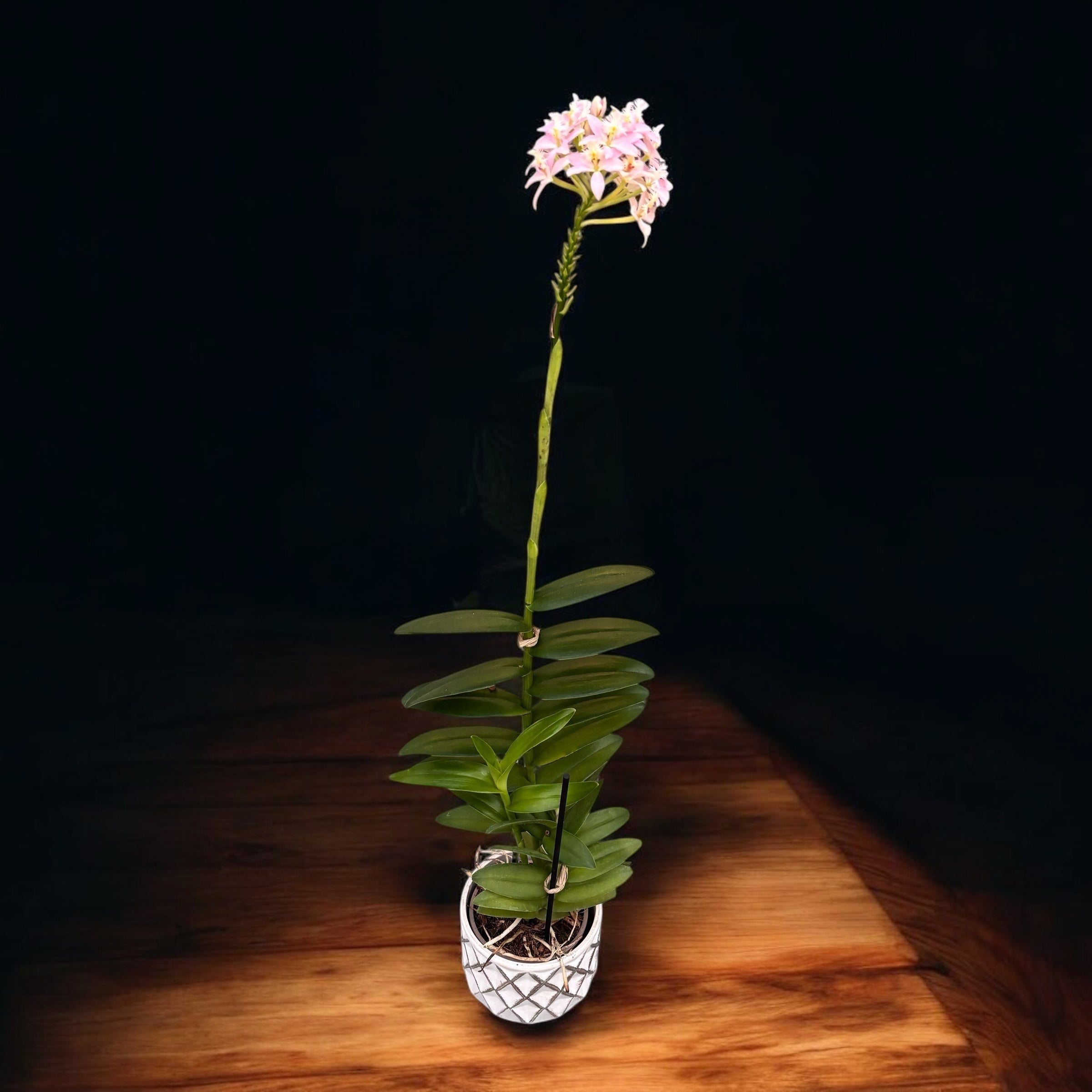 Epidendrum radicans ‘Salmon’