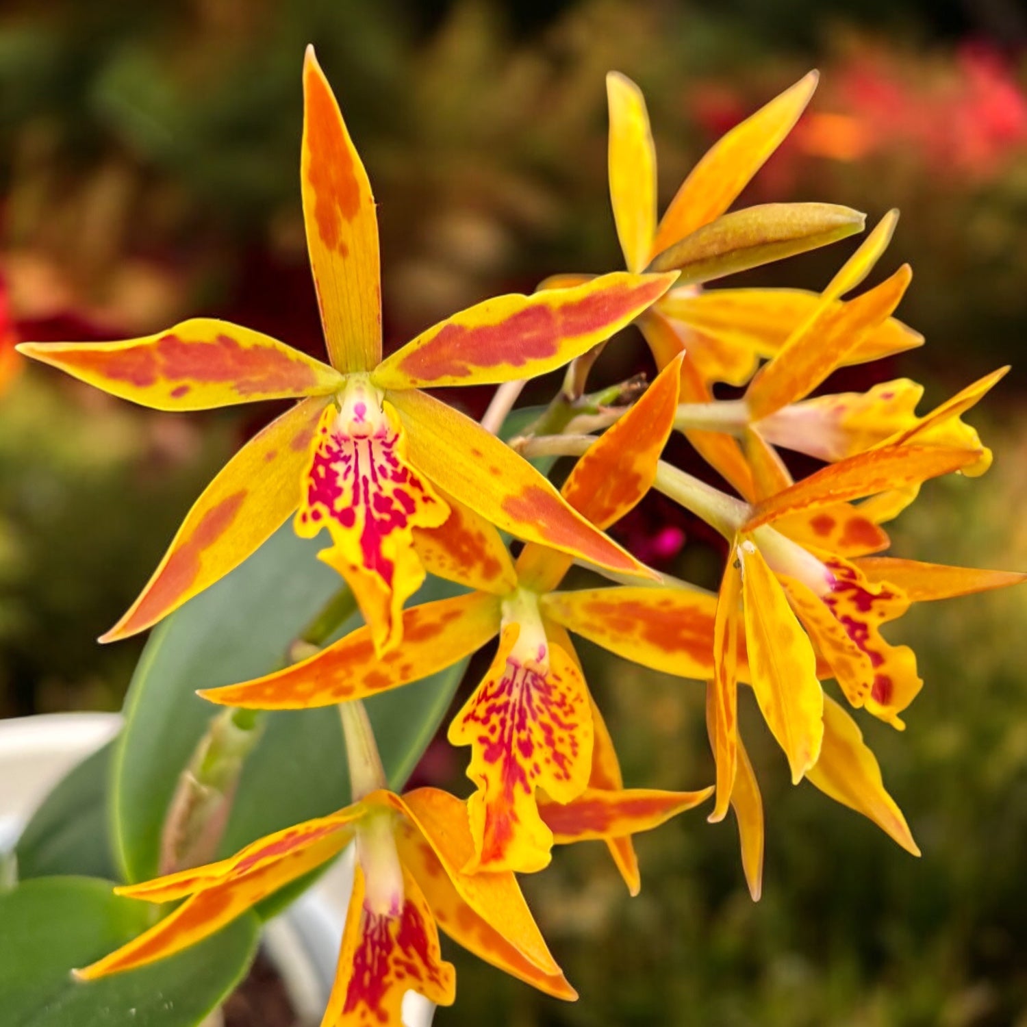 Epicatanthe Volcano Trick - parfumata