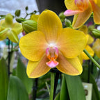 Phalaenopsis Sentido mirisni