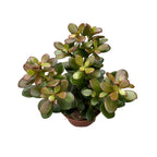 Crassula ovata 'Minor' (arborele de jad) – suculenta miniaturala cu frunzis compact si decorativ
